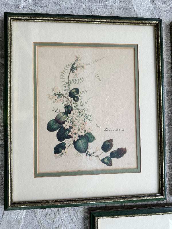 Vintage Botanical Prints, Artist Kathleen Cassel, Framed and Double Matted - Each Sold Separately
